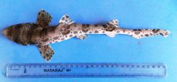  magnificent catshark 1