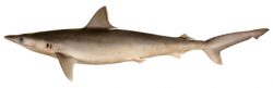  milk shark 1