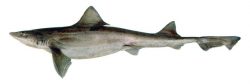  narrow smoothhound 1