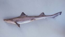  narrow smoothhound 2