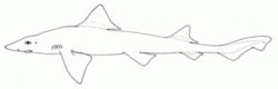  narrow smoothhound 3