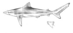  night shark 2