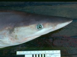  night shark 3