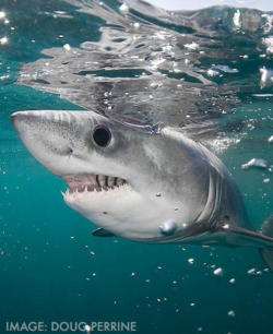  porbeagle