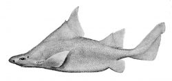  prickly dogfish 1