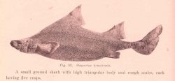 Prickly Dogfish