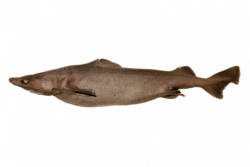 Roughskin Dogfish
