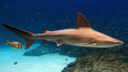  sandbar shark 1