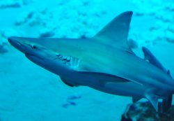  sandbar shark 3