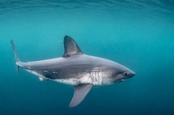  sha