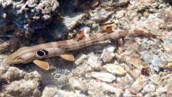  speckled carpetshark