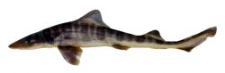  striped dogfish 1