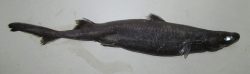 Velvet Belly Lanternshark