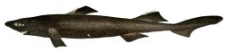  velvet belly lanternshark 2