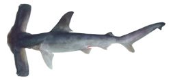 Winghead Shark