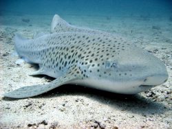  zebra shark 1