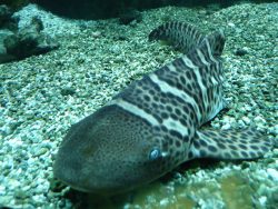  zebra shark 2