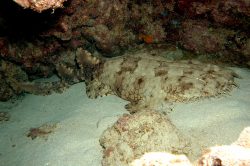 Tasselled Wobbegong