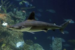  Blacktip Shark