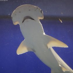  Bonnethead Shark