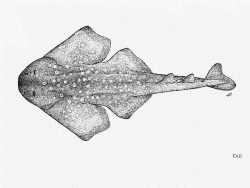 African Angelshark