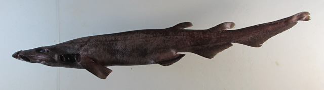 Humpback Catshark - Sharkwater Extinction