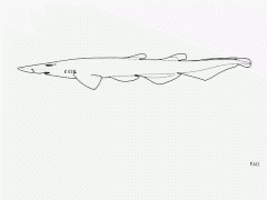 Broadnose Catshark - Sharkwater Extinction