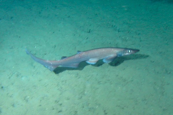 Flat-head Catshark - Sharkwater Extinction