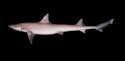  Arabian smoothound 1