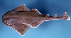 Atlantic Angelshark