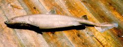 Birdbeak Dogfish