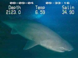  Bluntnose Sixgill shark 2