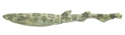 Boa Catshark