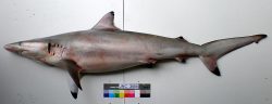  Carcharhinus brevipinna