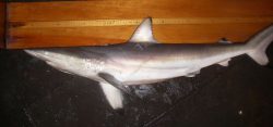  Carcharhinus brevipinna2