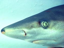  Carcharhinus Acronotus