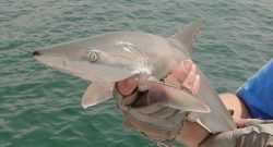 Blacknose shark