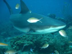  Carcharhinus_perezi_at_Roatan2