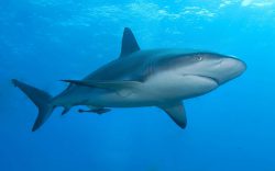  Caribbean_reef_shark