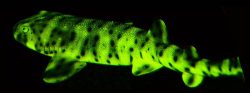  Swell shark biofluorescence
