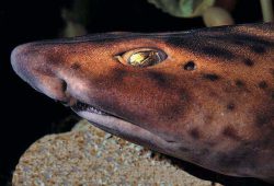  Swell Shark Eye