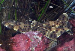  Juvenile Swell Shark