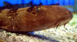 White-spotted Bamboo Shark