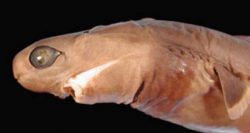  Cookiecutter shark