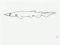  Deepwater Catshark 1