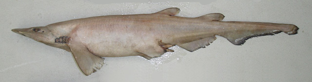 Flaccid Catshark - Sharkwater Extinction