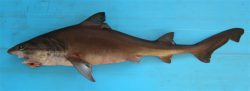 Bigeye Houndshark