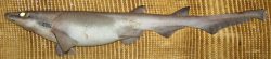  Icelandic Catshark