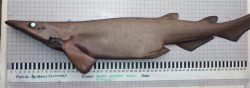  Icelandic Catshark 2