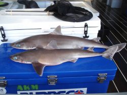  Kermadec Spiny Dogfish 1